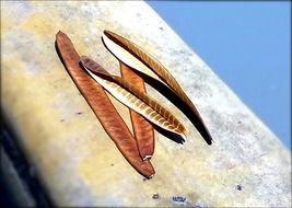 bean seed pods