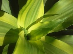 succulent long leaves of a summer plant