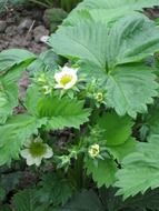 strawberry plant fruit