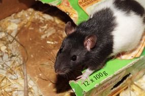 black and white rat in a cage