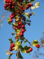 red berries rose greenhouse