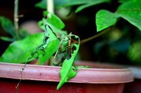 caterpillars eating