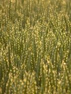 Wheat harvest on the field