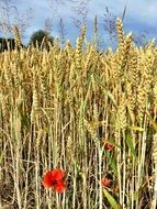 poppies in the wheat field