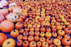 appetizing pumpkin harvest