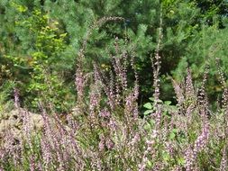 common calluna vulgaris