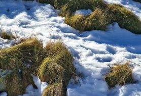 parched grass and snow