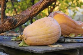 pumpkins on a wooden table in the garden in autumn