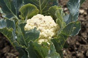 cauliflower on a bed