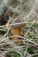 brown mushroom in dry grass close-up on blurred background