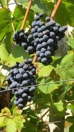 bunches of blue grapes