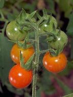 red and green cherry tomato