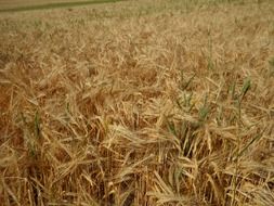 golden field of nutritional barley