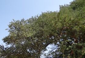 tamarind tree tamarindus india