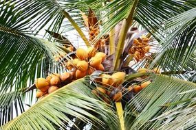 orange sweet coconut on the tree