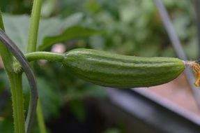 Cucumber on the plant close-up on blurred background