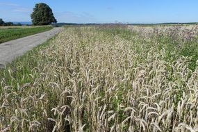 dainty wheat field