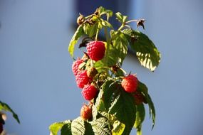 ripe raspberry fruit on a bush