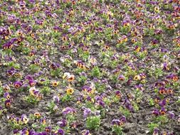 glade of pansies close-up