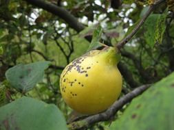 colorful quince fruit on the tree