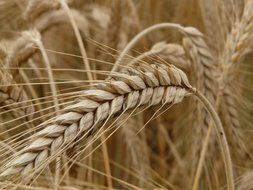 Field with ears of rye