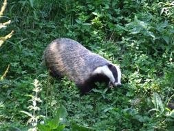 badger in nature