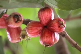 red guava fruit on the tree