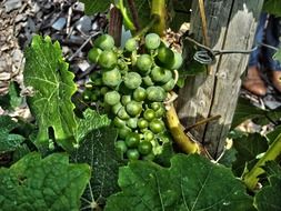 green grape growing on a plant