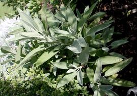 wild sage bush plant close-up