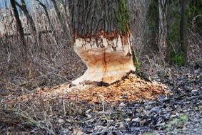 tree felled by beaver