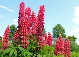 ornamental plant pink lupine flowers