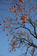 persimmon tree