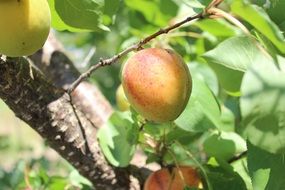 apricots on a tree branch