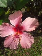 plant with a large pink beautiful flower