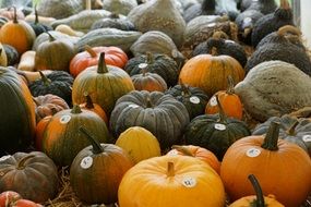 yellow pumpkins on the market