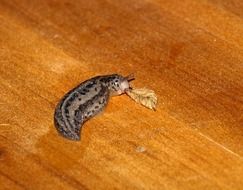 tiger caterpillar chews dry leaf