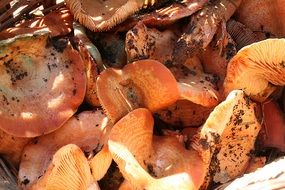 Mediterranean mushrooms in a box