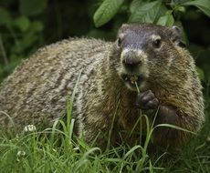 groundhog rodent wildlife portrait