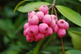 pink berries on the branch