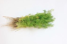 branch dill flavor