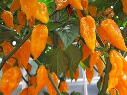 orange paprika plant