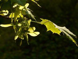 leaves on acer platanoides