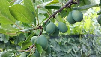 green prunes on a branch