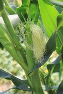 green corn with silky cobs