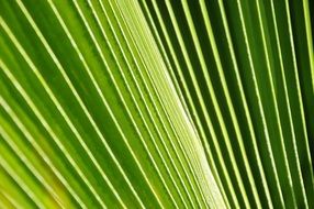 green fresh palma leaf