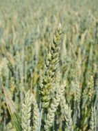 late summer common wheat field