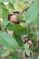 greek walnut harvest