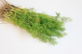 branch of dill