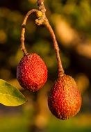 hass avocado on a branch close-up