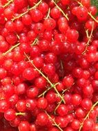 currants harvest